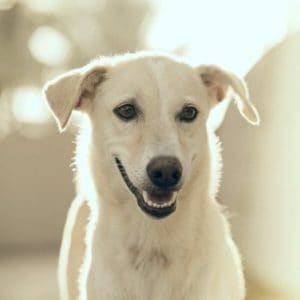 rasloze buitenlandse hond