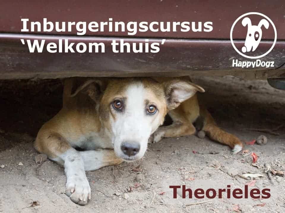 inburgeringscursus theorieles